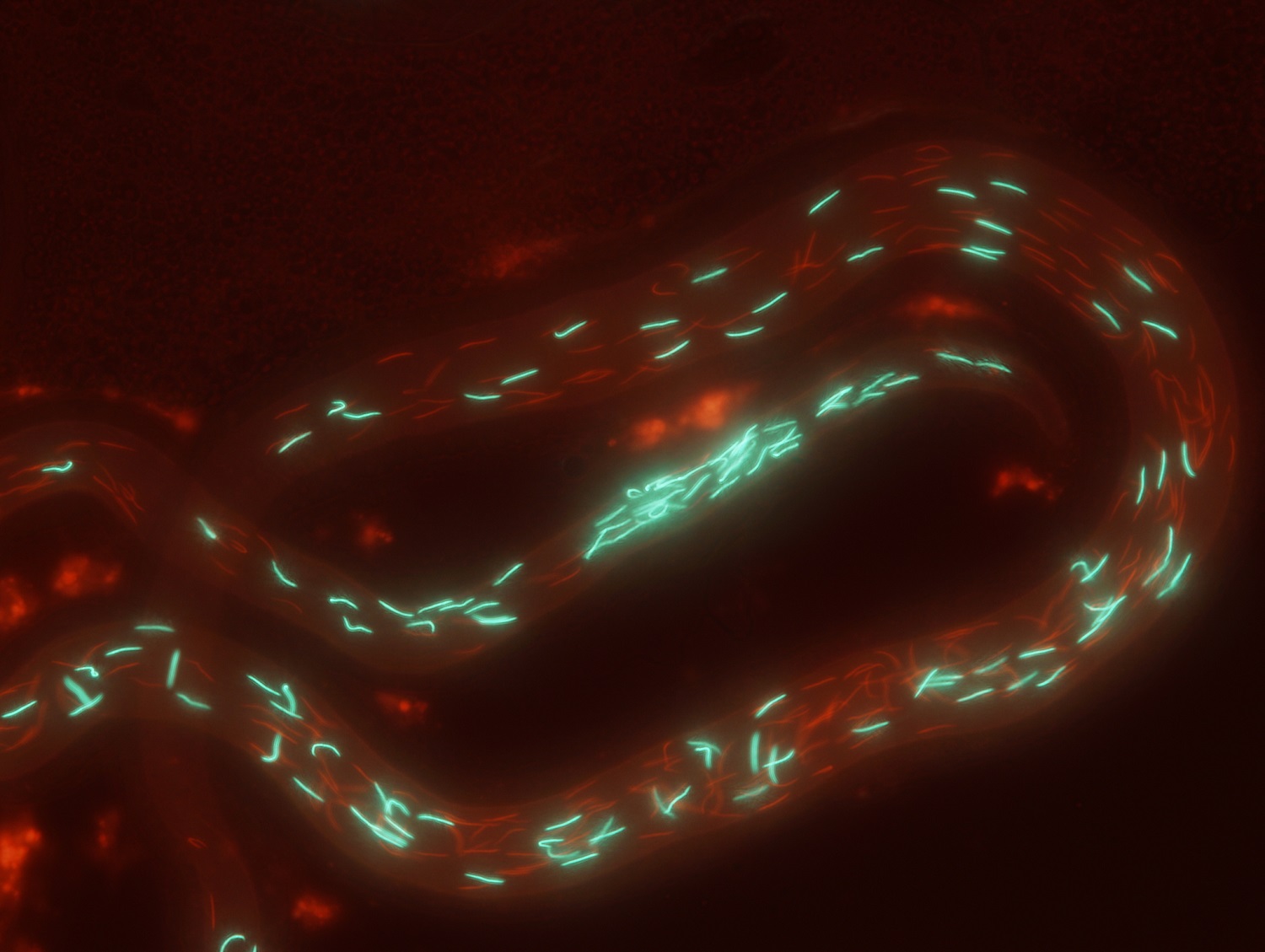 Glow-in-the-dark sperm of Drosophila melanogaster