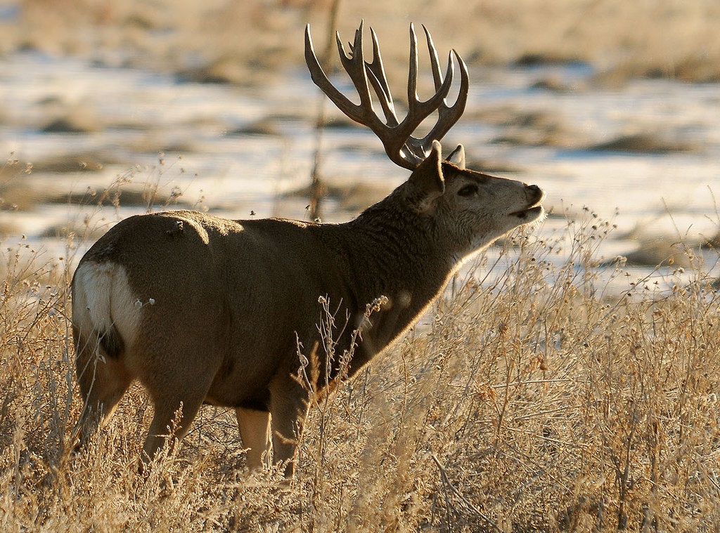 Mule deer. Photo credit: Rich Keen / DPRA