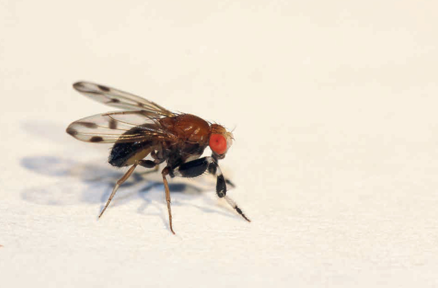 Drosophila prolongata