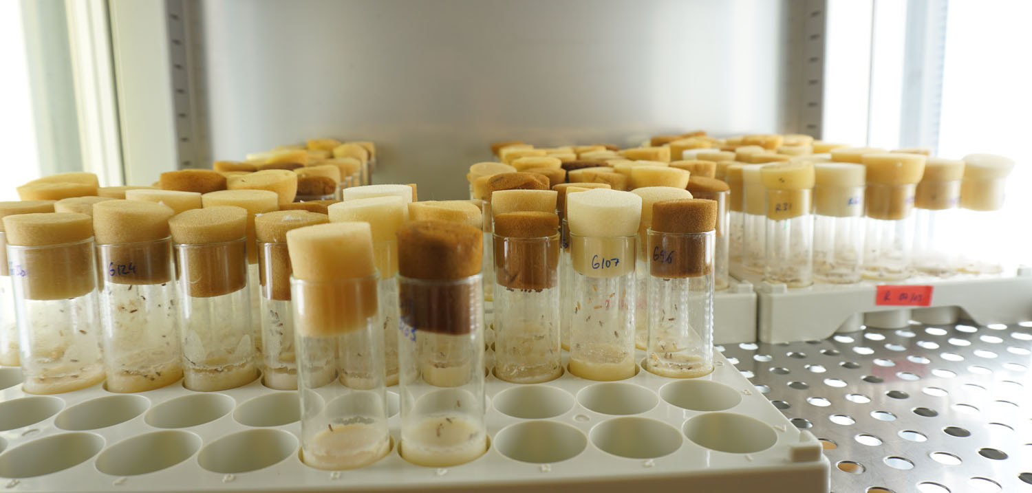 Fly vials in incubator